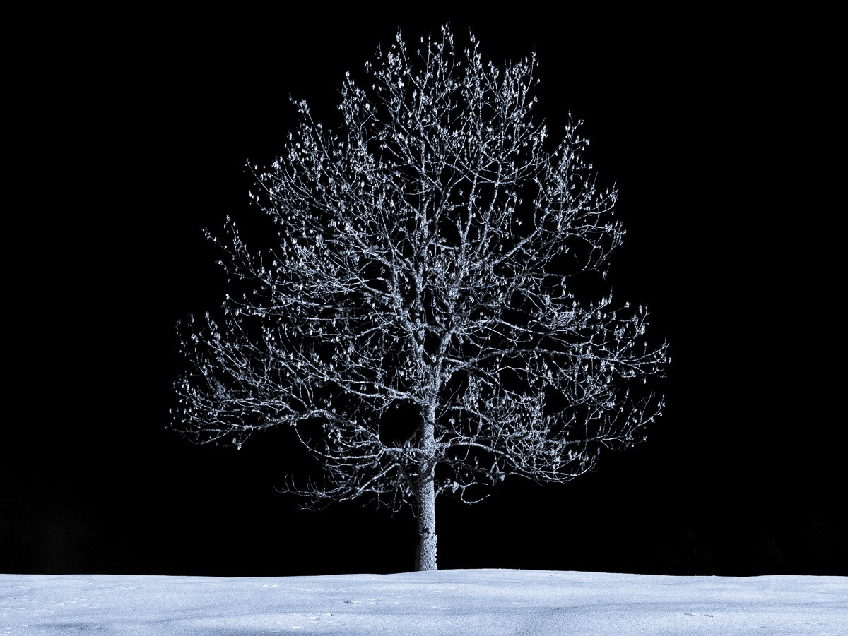 Konfiguration benutzen (Winterlandschaft, Schnee, Baum, Jahreszeit, Wunschgröße, Fotokunst, Wohnzimmer, Treppenhaus, schwarz/weiß)