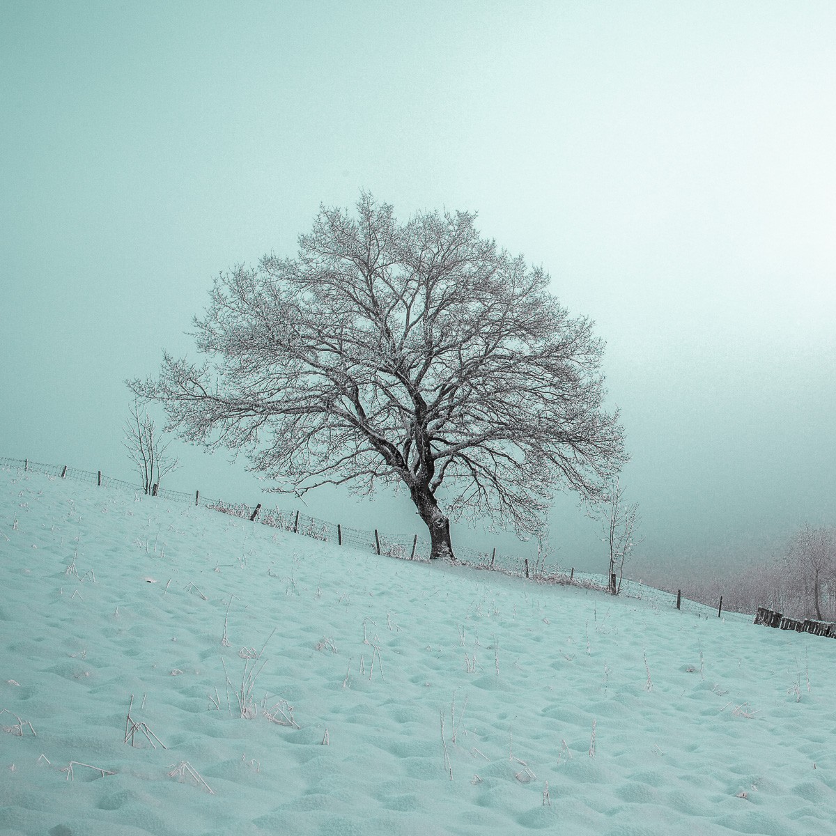 Konfiguration benutzen (Winterlandschaft, Schnee, Baum, Jahreszeit, Wunschgröße, Fotokunst, Wohnzimmer, Treppenhaus, grau/weiß)