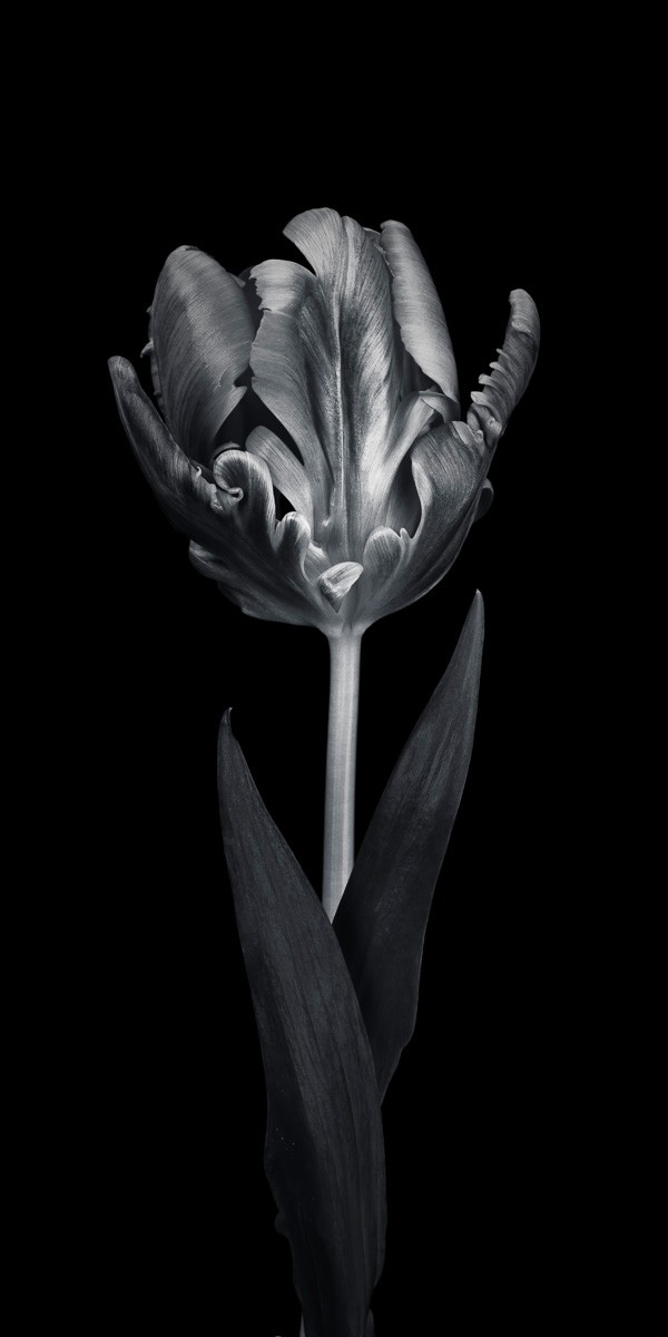 Konfiguration benutzen (Tulpe, Blume, Blüte, Blatt, Papageientulpe, Blütenblätter, Nahaufnahme, Wunschgröße, Fotokunst, Wohnzimmer, Treppenhaus, schwarz/weiß)