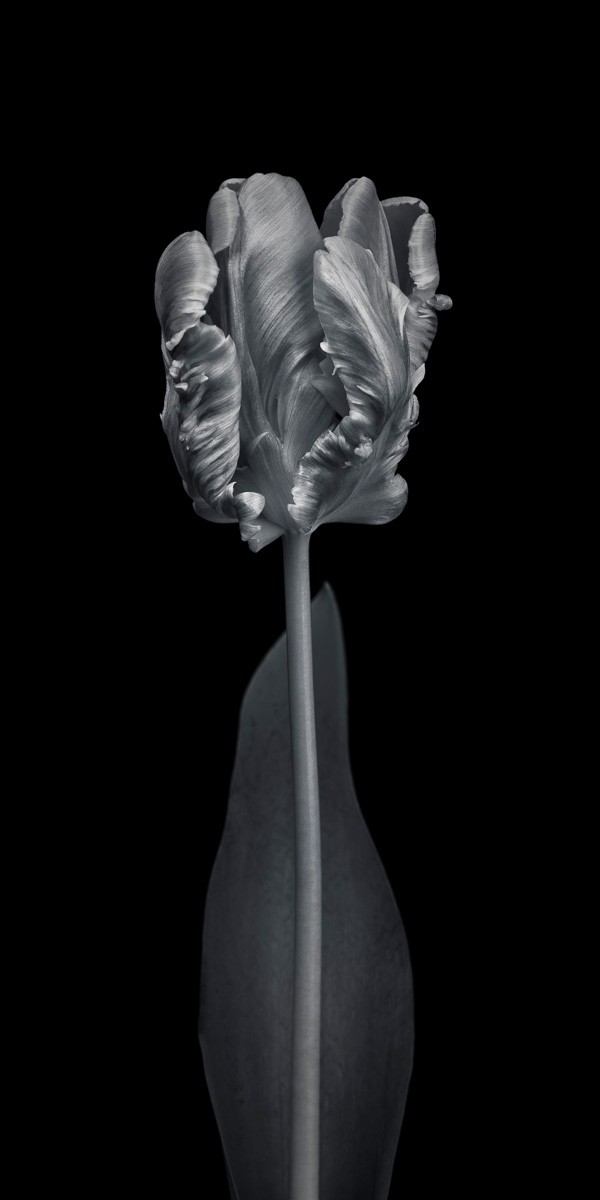 Konfiguration benutzen (Tulpe, Blume, Blüte, Blatt, Papageientulpe, Blütenblätter, Nahaufnahme, Wunschgröße, Fotokunst, Wohnzimmer, Treppenhaus, schwarz/weiß)