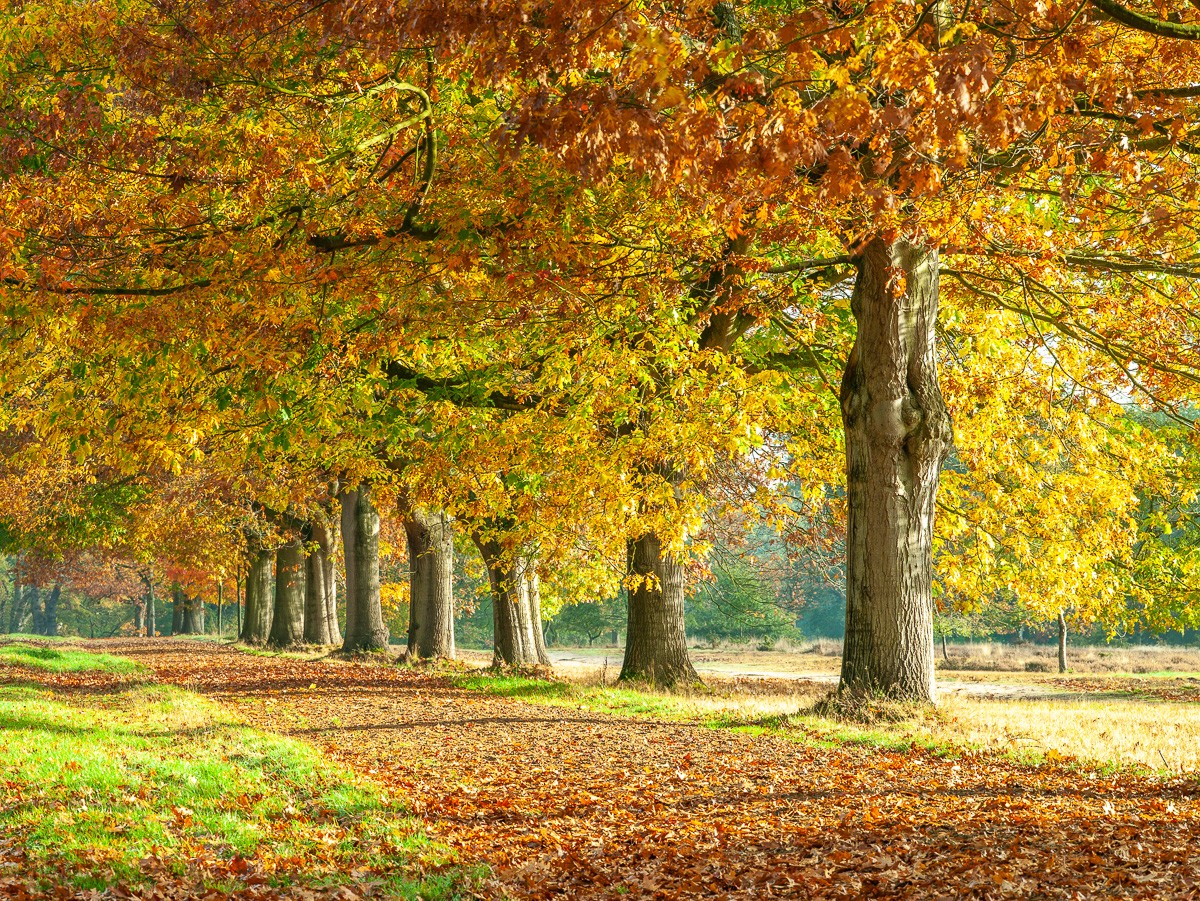 Konfiguration benutzen (Landschaft, Park, Bäume, Allee, Baumreihe, Herbst, Blätter, Wunschgröße, Fotografie, Wohnzimmer, Treppenhaus,)