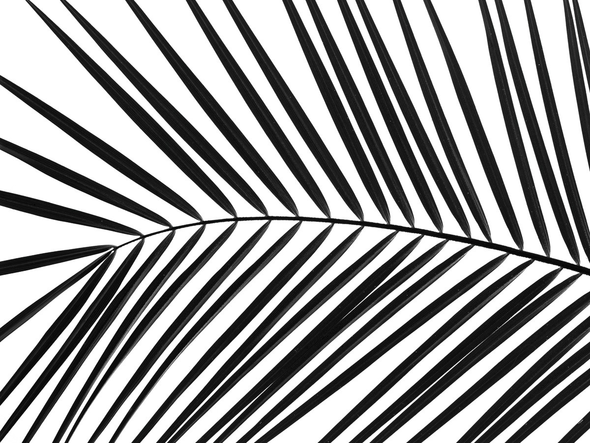 Konfiguration benutzen (Blatt, Palmenblatt, filigran, Botanik, Fotokunst, Nahaufnahme, Treppenhaus, Wohnzimmer,  Wunschgröße, schwarz/weiß)