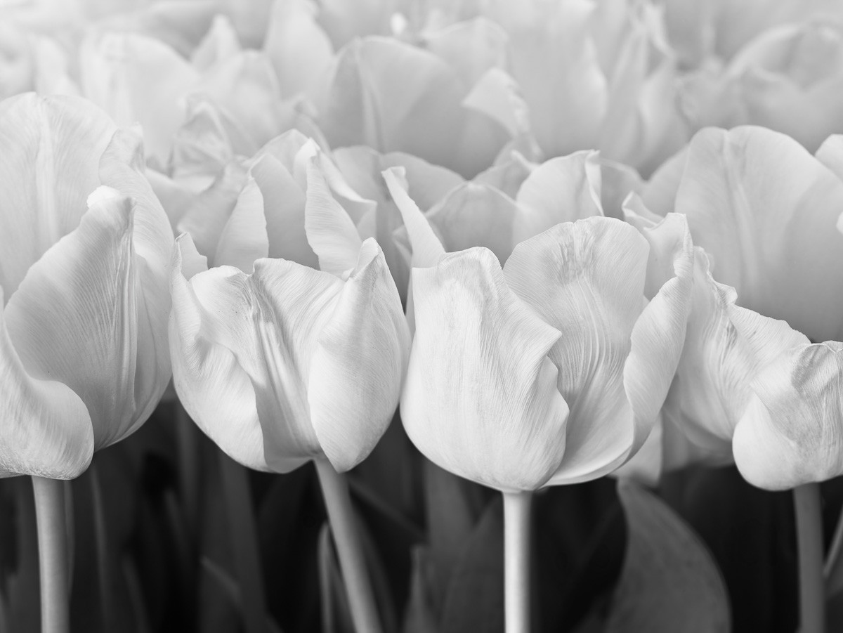 Konfiguration benutzen (Tulpen, Blüten, Blütenblätter, Pflanzen, Botanik, Fotokunst, Nahaufnahme, Treppenhaus, Wohnzimmer,  Wunschgröße, schwarz/weiß)