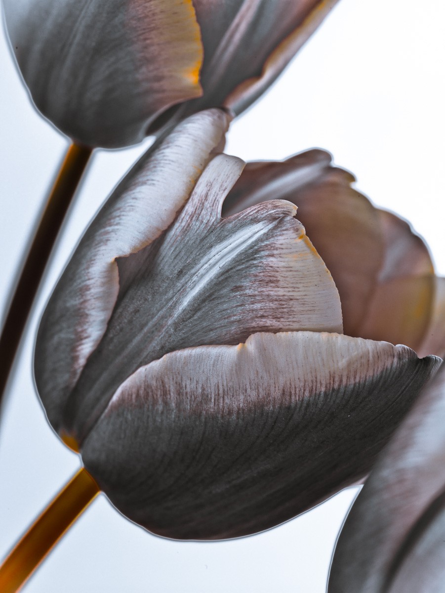Konfiguration benutzen (Tulpen, Blüten, Blütenblätter, Botanik, Fotokunst, Nahaufnahme, Treppenhaus, Wohnzimmer,  Wunschgröße,)