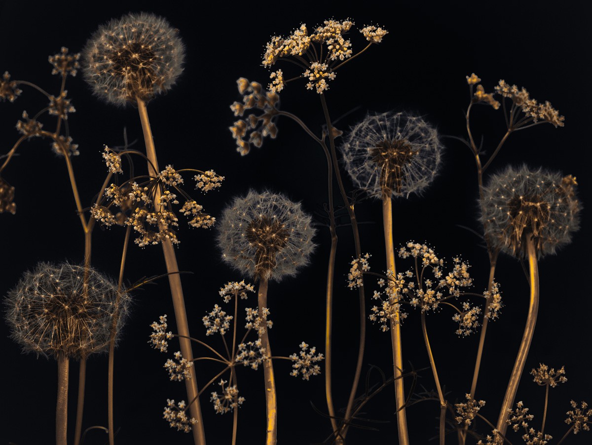 Konfiguration benutzen (Wiesenblumen, Pusteblumen, Botanik, Fotokunst, Treppenhaus, Wohnzimmer,  Wunschgröße,)