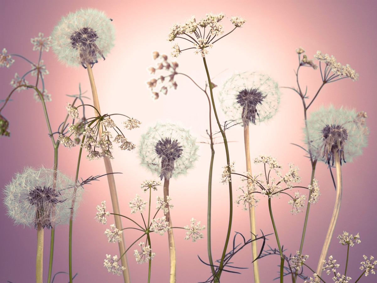 Konfiguration benutzen (Wiesenblumen, Pusteblumen, Botanik, Fotokunst, Treppenhaus, Wohnzimmer,  Wunschgröße,)