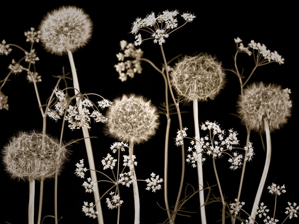 Konfiguration benutzen (Wiesenblumen, Pusteblumen, Botanik, Fotokunst, Treppenhaus, Wohnzimmer,  Wunschgröße, schwarz/weiß)