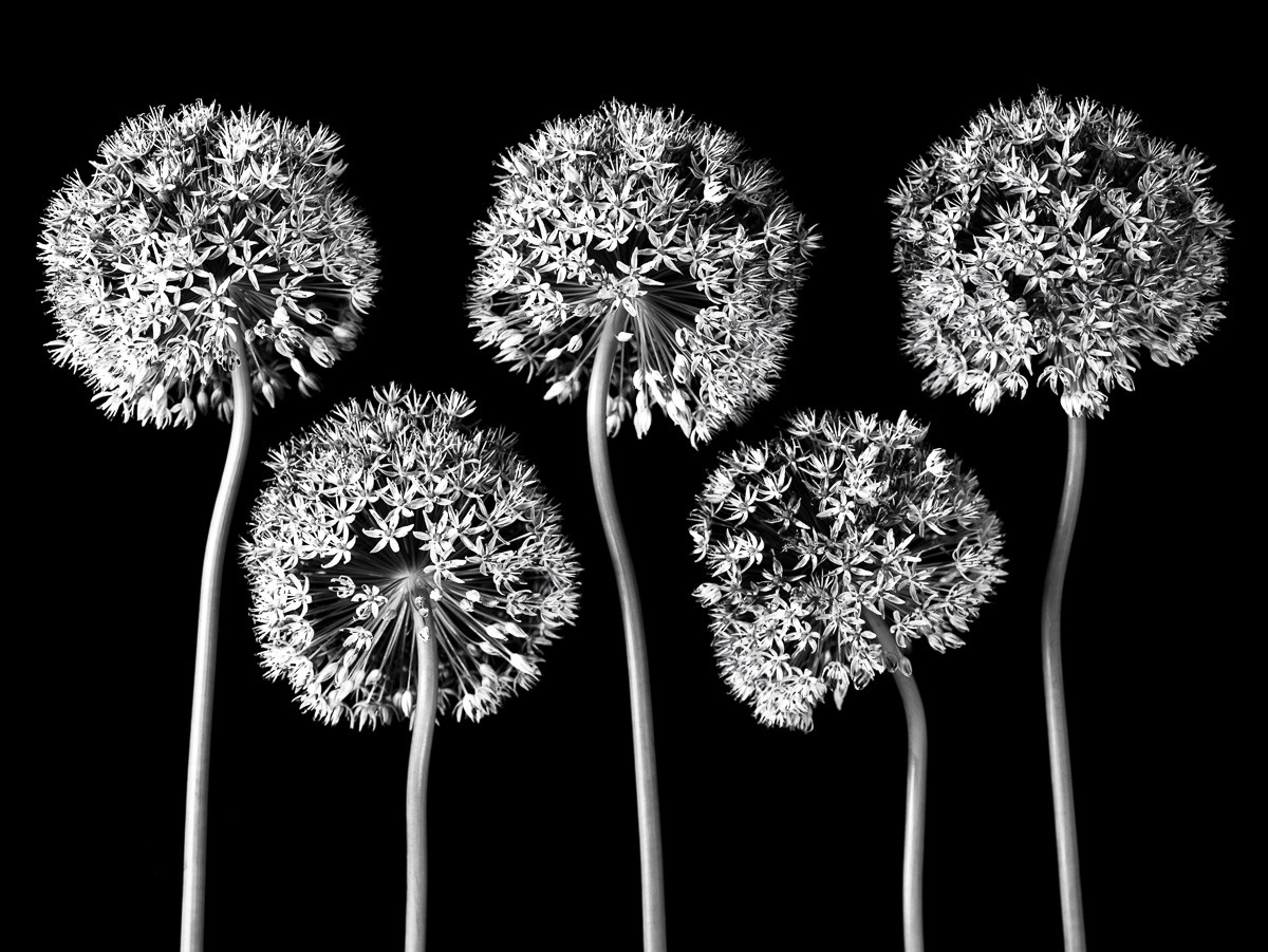 Konfiguration benutzen (Blüten, Doldenblüten, Lauch, Allium, Botanik, Fotokunst, Nahaufnahme, Treppenhaus, Wohnzimmer,  Wunschgröße, schwarz/weiß)