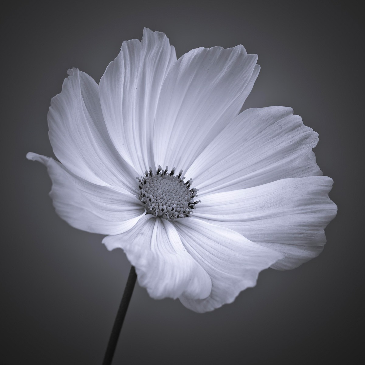 Konfiguration benutzen (Kosmea, Blume, Blüte, Blütenblätter, Pflanzen, Nahaufnahme, Botanik,  Wunschgröße, Fotokunst, Wohnzimmer, Treppenhaus, schwarz/weiß)