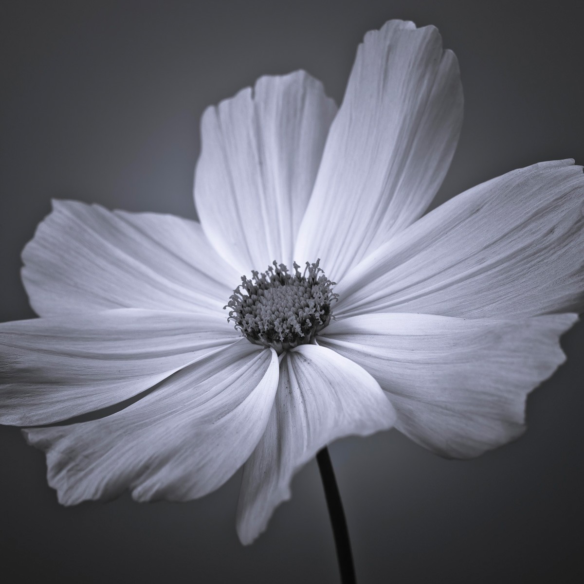 Konfiguration benutzen (Kosmea, Blume, Blüte, Blütenblätter, Pflanzen, Nahaufnahme, Botanik,  Wunschgröße, Fotokunst, Wohnzimmer, Treppenhaus, schwarz/weiß)