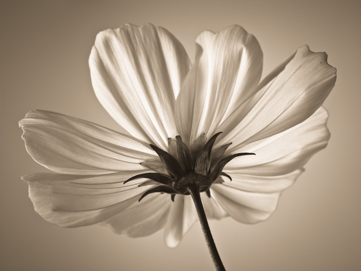 Konfiguration benutzen (Kosmea, Blume, Blüte, Blütenblätter, Pflanzen, Nahaufnahme, Botanik,  Wunschgröße, Fotokunst, Wohnzimmer, Treppenhaus, schwarz/weiß)