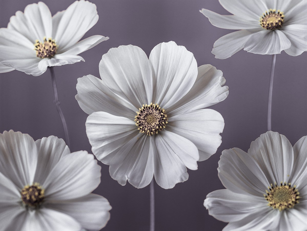 Konfiguration benutzen (Kosmeen, Blumen, Blüten, Blütenblätter, Pflanzen, Nahaufnahme, Botanik,  Wunschgröße, Fotokunst, Wohnzimmer, Treppenhaus)