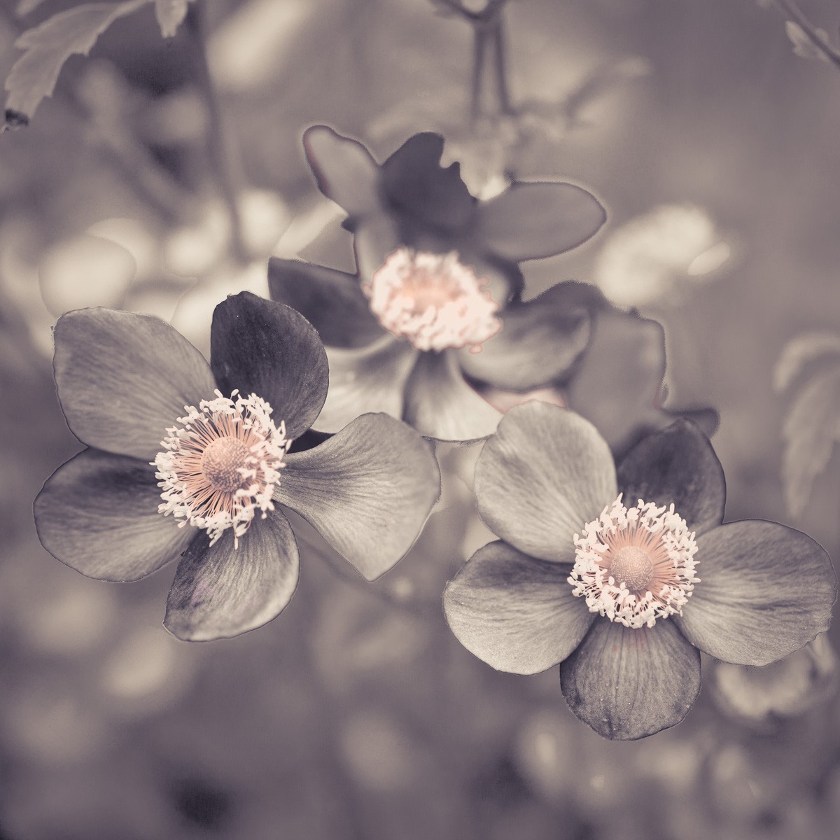 Konfiguration benutzen (Anemone, Blüte, Blütenblätter,  Nahaufnahme, Botanik,  Wunschgröße, Fotokunst, Wohnzimmer, Treppenhaus,)