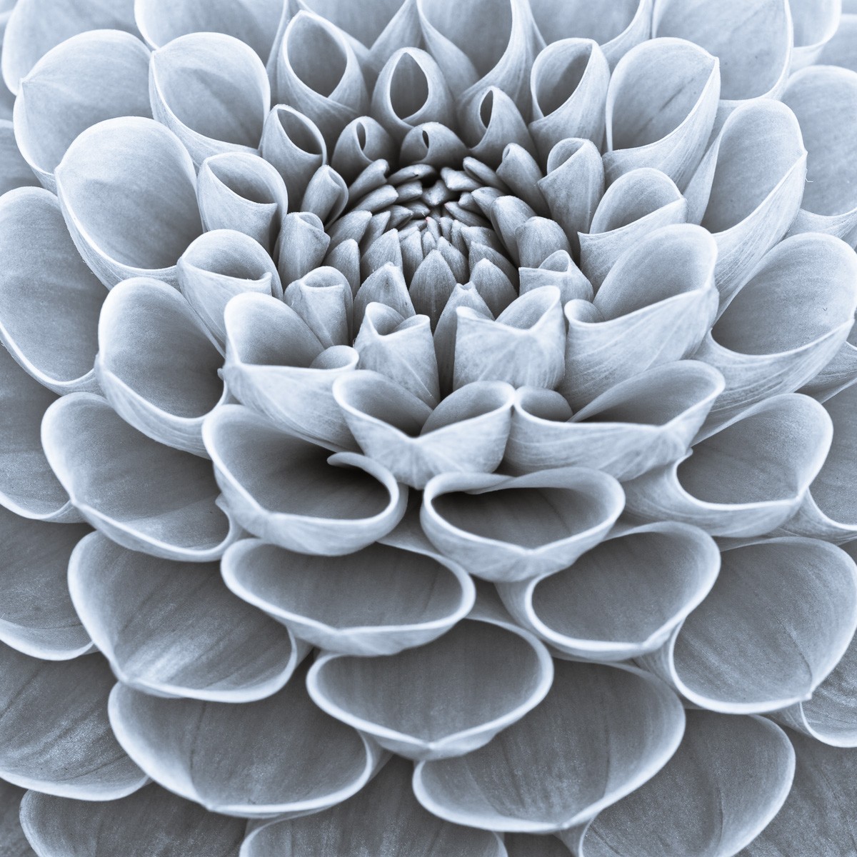 Konfiguration benutzen (Dahlie, Blüte, Blütenblätter, Botanik, Fotografie, Nahaufnahme, Treppenhaus, Wohnzimmer,  Wunschgröße, schwarz/weiß)