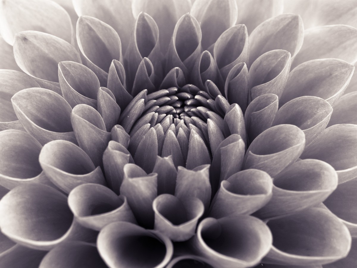 Konfiguration benutzen (Dahlie, Blüte, Blütenblätter, Botanik, Fotografie, Nahaufnahme, Treppenhaus, Wohnzimmer,  Wunschgröße, schwarz/weiß)