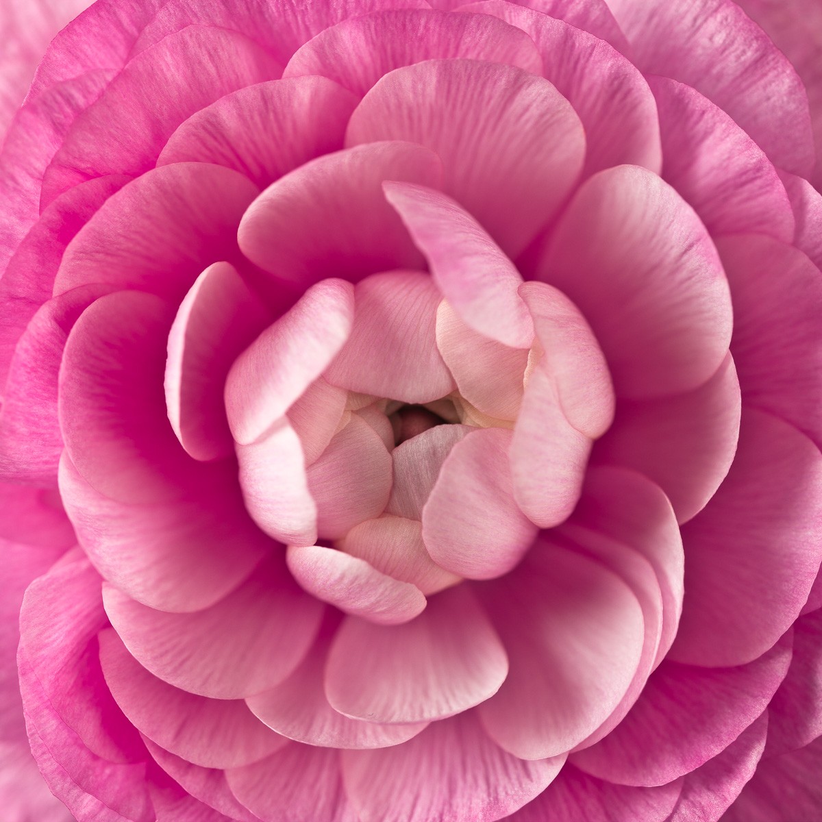 Konfiguration benutzen (Blume, Blüte, Blütenblätter, Ranunkel, Botanik, Fotografie, Nahaufnahme, Treppenhaus, Wohnzimmer, Esszimmer, Wunschgröße, pink)