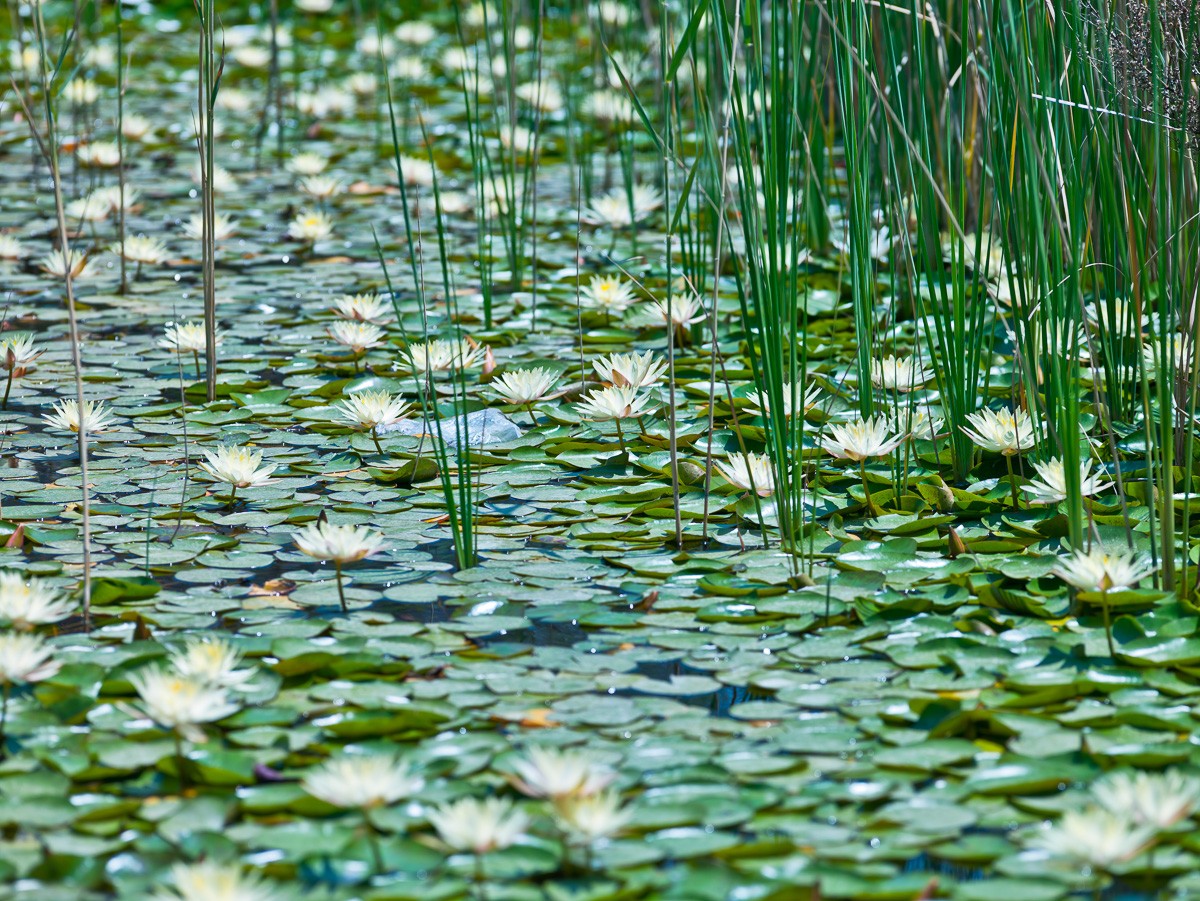 Konfiguration benutzen (See, Seerosen, Teichrosen, Blüten, Pflanzen, Botanik, Natur, Wunschgröße, Fotokunst, Wohnzimmer, Treppenhaus, grün)