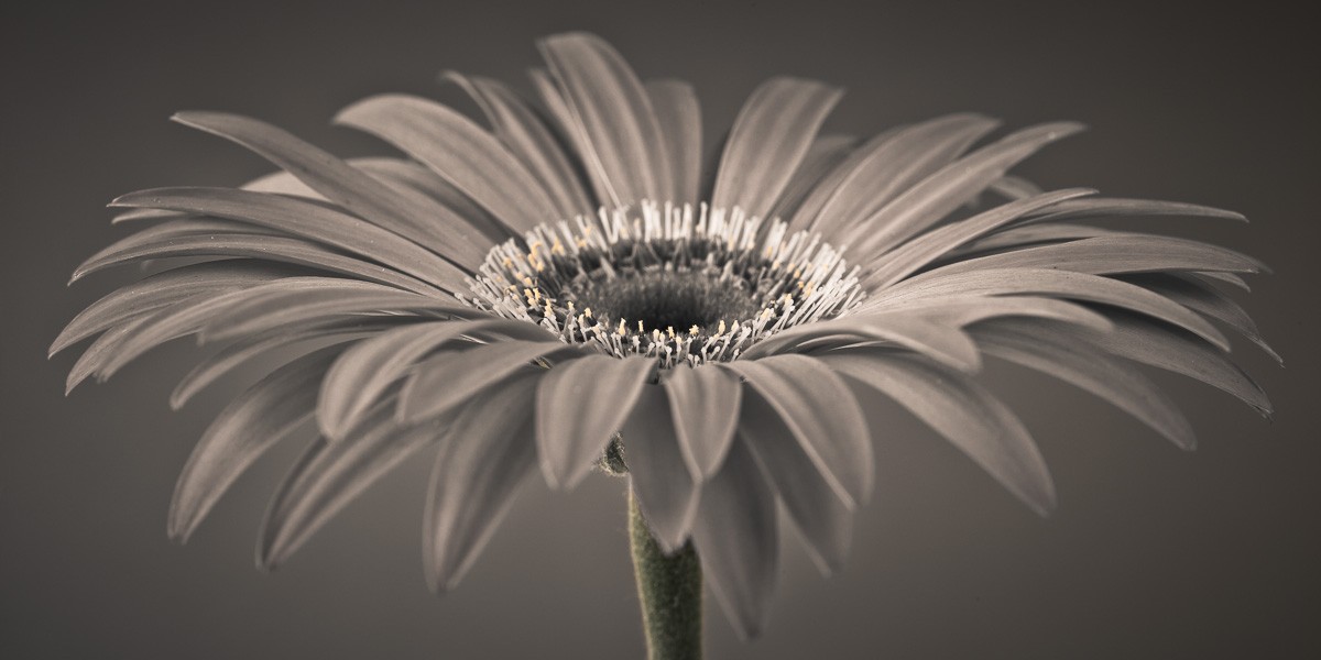 Konfiguration benutzen (Blüte, Blume, Blütenblätter, Botanik, Fotografie, Nahaufnahme, Treppenhaus, Wohnzimmer,  Wunschgröße, schwarz/grau)