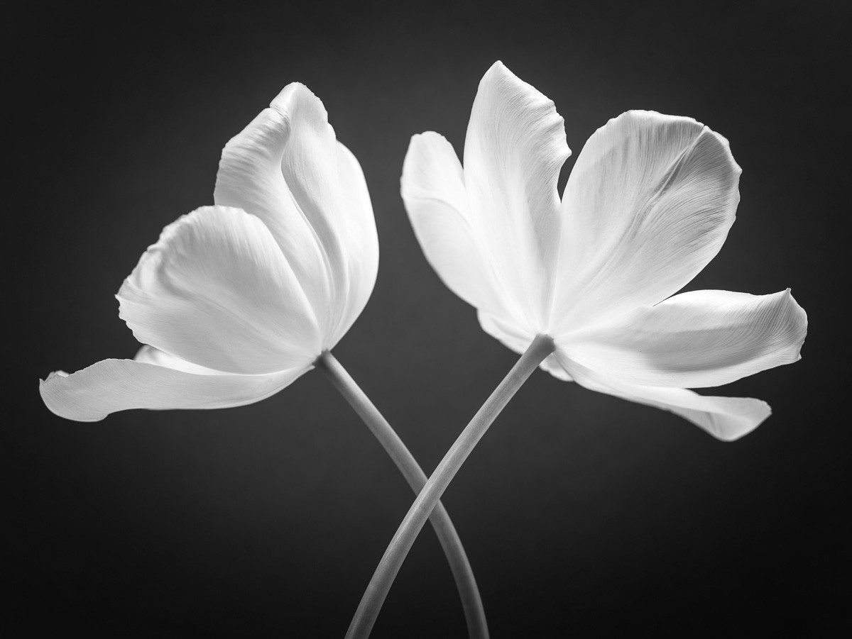 Konfiguration benutzen (Tulpen, Blüten, Blumen, Pflanzen, Botanik, Fotokunst, Wunschgröße, Wohnzimmer, schwarz/weiß)