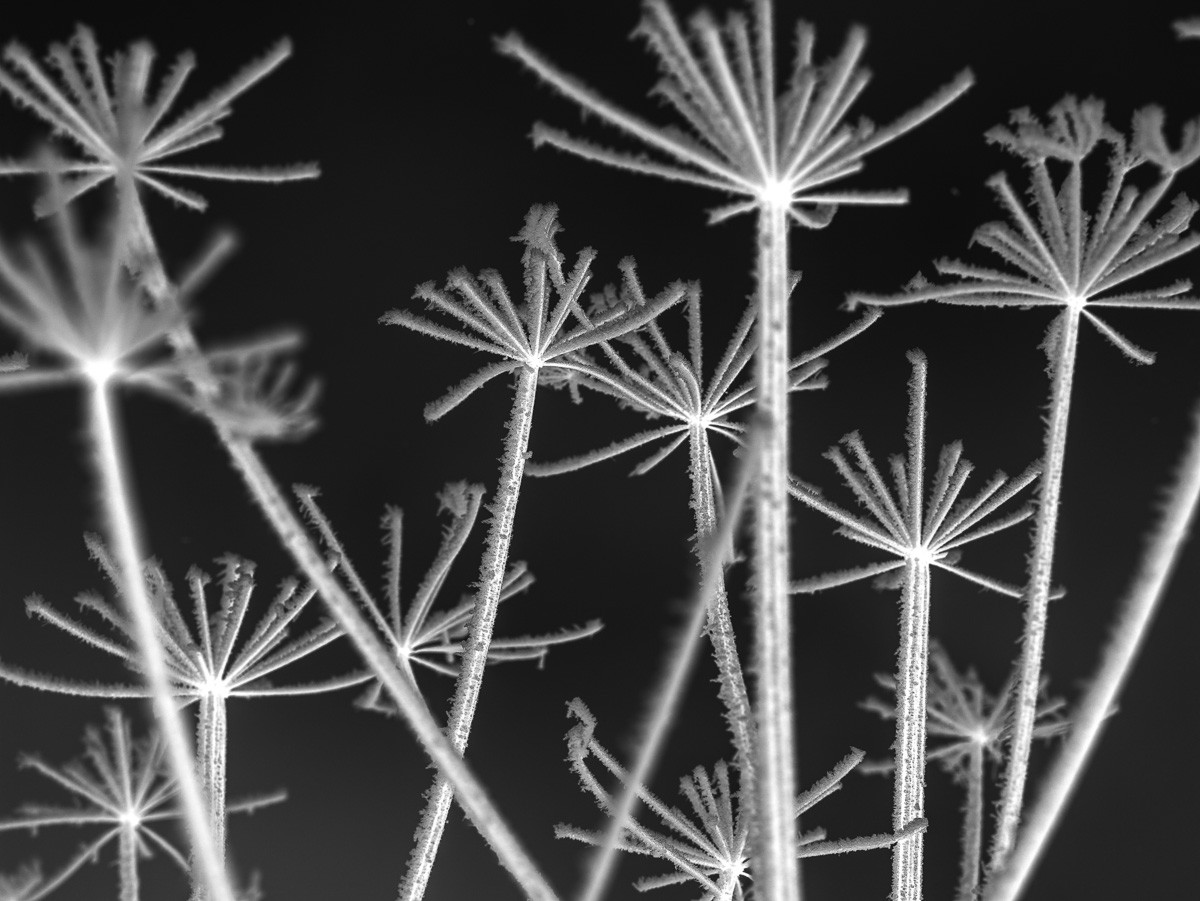 Konfiguration benutzen (Wiesenkerbel, Pflanze,  Dolde, Botanik, Kräuter, Winter, Frost, Fotokunst, Wunschgröße, Wohnzimmer, schwarz/weiß)