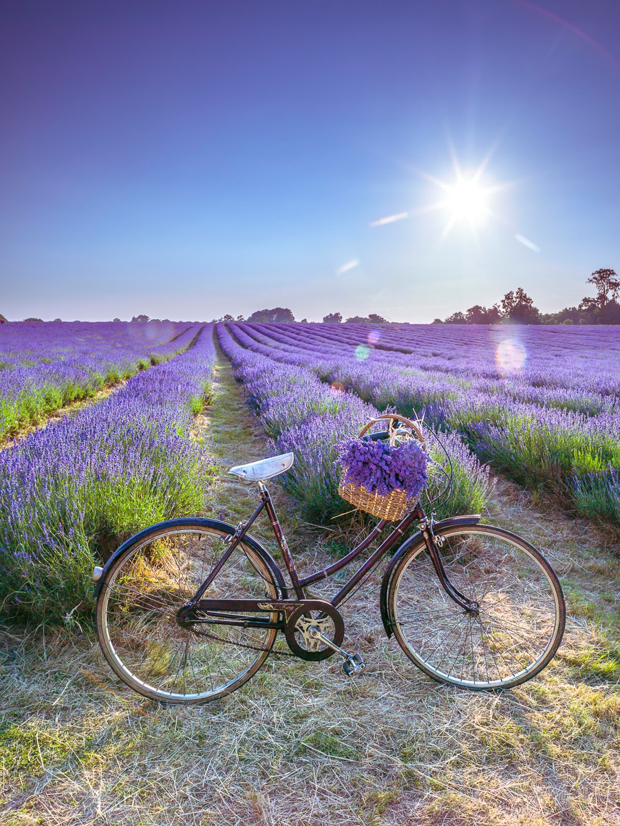 Konfiguration benutzen (Lavendel, Lavendelfeld, Fahrrad, Paonrama, Sommer, mediterran, Wunschgröße, Fotokunst, Wohnzimmer, Schlafzimmer)