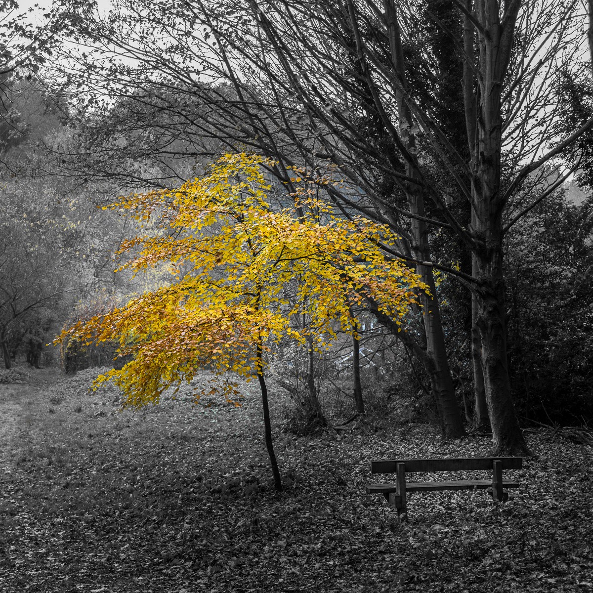 Konfiguration benutzen (Landschaft, Wald, Natur, Bäume, Herbst, Jahreszeit, Colorspot, Wunschgröße, Fotokunst, Wohnzimmer, Treppenhaus, schwarz/weiß/gold/gelb)