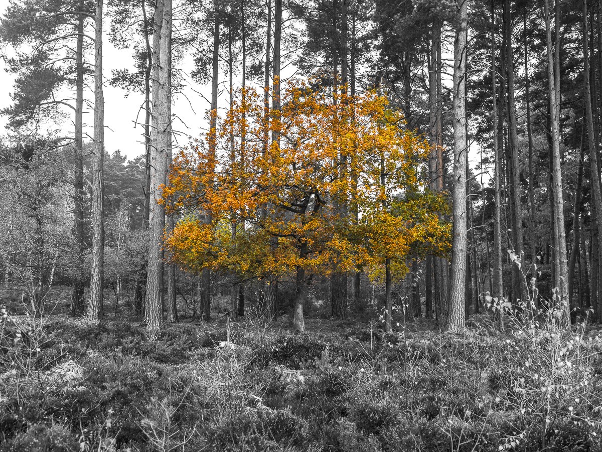 Konfiguration benutzen (Landschaft, Wald, Natur, Bäume, Frühling, Jahreszeit,  Colorspot, Wunschgröße, Fotokunst, Wohnzimmer, Treppenhaus, schwarz/weiß/gold/gelb)