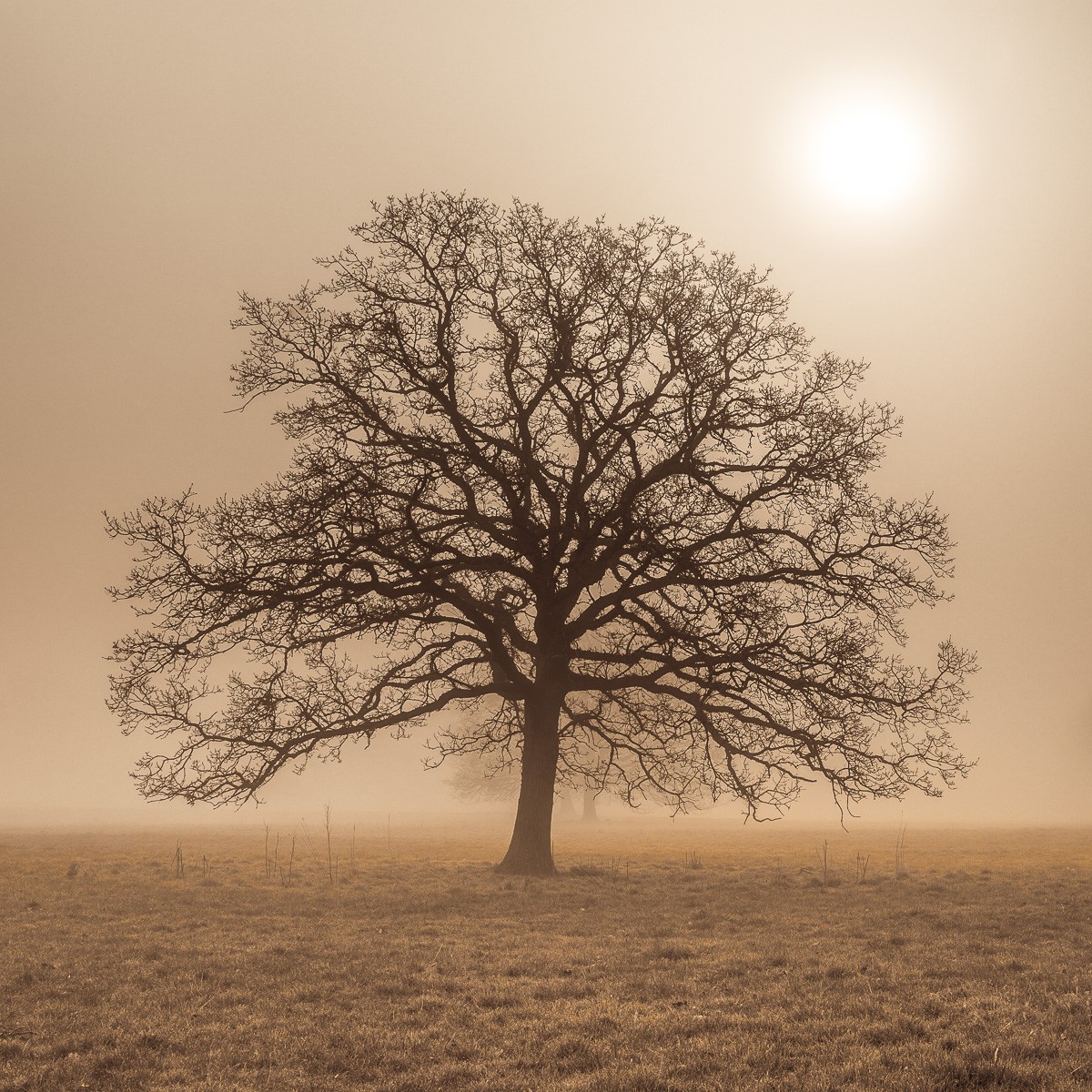 Konfiguration benutzen (Natur, Baum, Feld, Sonne, Dunst, Winter, Wunschgröße, Fotokunst, Wohnzimmer, Treppenhaus, bunt)