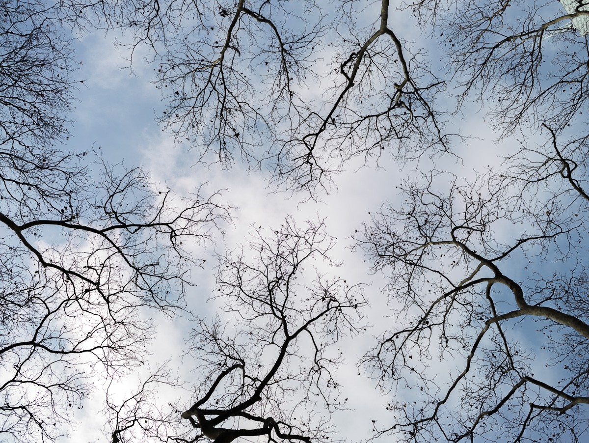 Konfiguration benutzen (Natur, Bäume, Äste, kahl, Himmel, Untersicht, Perspektive, Wunschgröße, Fotokunst, Wohnzimmer, Treppenhaus, bunt)