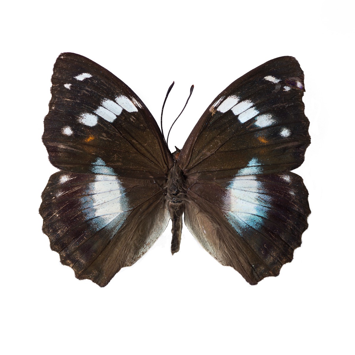Konfiguration benutzen (Schmetterling, Insekt, Falter, Flügel, Tiere, Entomologie,  Wunschgröße, Fotokunst, Wohnzimmer, Treppenhaus,  bunt)