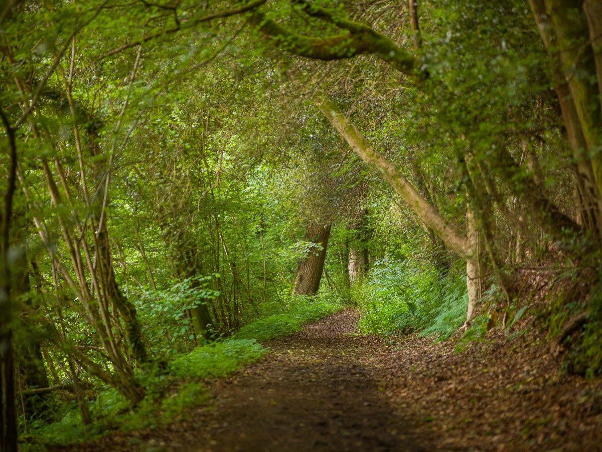 Konfiguration benutzen (Wald, Bäume, Natur, Waldweg, Weg, Einsamkeit,Idylle, Wunschgröße, Fotografie, Wohnzimmer, Treppenhaus, bunt)