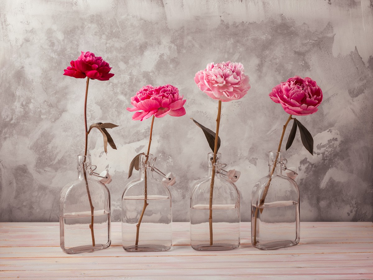 Konfiguration benutzen (Stillleben, Pfingstrosen, Glasvasen, modern, Blumen, Fotokunst, Wunschgröße, Esszimmer, Treppenhaus, Wohnzimmer, grau/rosa/pink)