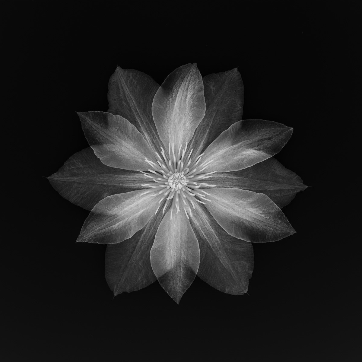 Konfiguration benutzen (Blume, Blüte, Clematis, filigran, zart, Blütenblätter, Fotokunst, Nahaufnahme, Aufsicht, Treppenhaus, Wohnzimmer, Büro, Wunschgröße, schwarz/weiß)