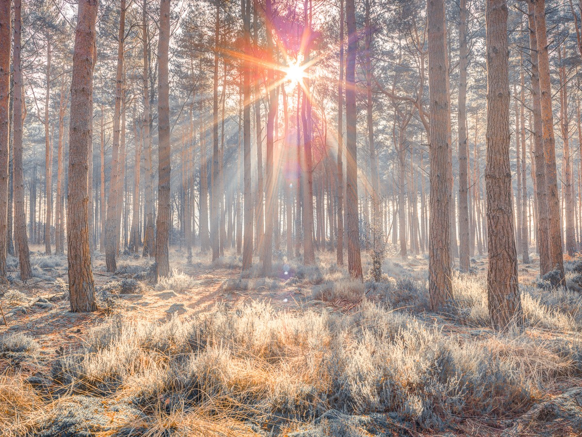 Konfiguration benutzen (Wald, Bäume, Herbst, Natur, Sonnenlicht, Sonnenstrahlen, Wunschgröße, Fotokunst, Wohnzimmer, Treppenhaus,  bunt)