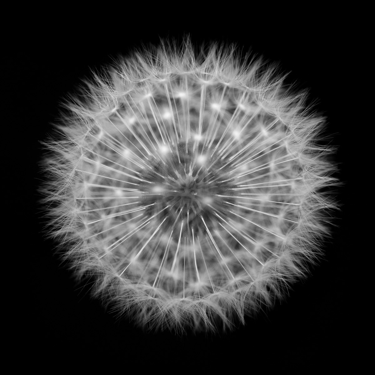 Konfiguration benutzen (Samen, Blumensamen, Pusteblumen, Löwenzahn, Fotokunst, Nahaufnahme, Aufsicht, Treppenhaus, Wohnzimmer, Büro, Wunschgröße, schwarz/weiß)