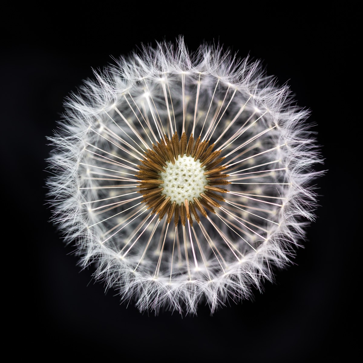 Konfiguration benutzen (Samen, Blumensamen, Pusteblumen, Löwenzahn, Fotokunst, Nahaufnahme, Aufsicht, Treppenhaus, Wohnzimmer, Büro, Wunschgröße, schwarz/bunt)