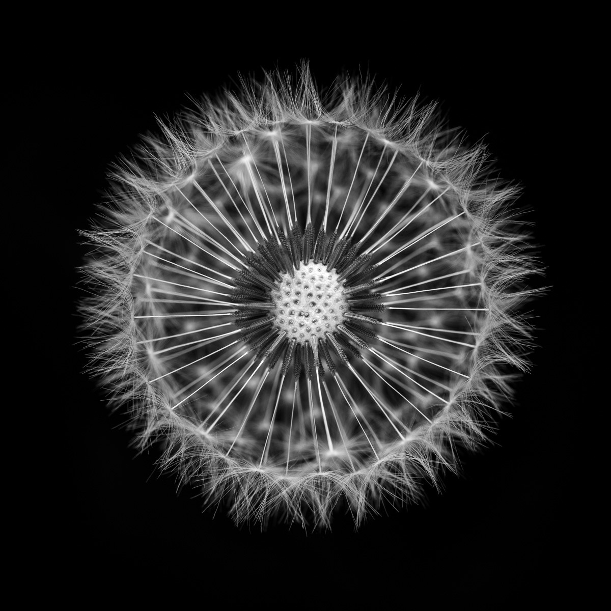 Konfiguration benutzen (Samen, Blumensamen, Pusteblumen, Löwenzahn, Fotokunst, Nahaufnahme, Aufsicht, Treppenhaus, Wohnzimmer, Büro, Wunschgröße, schwarz/weiß)