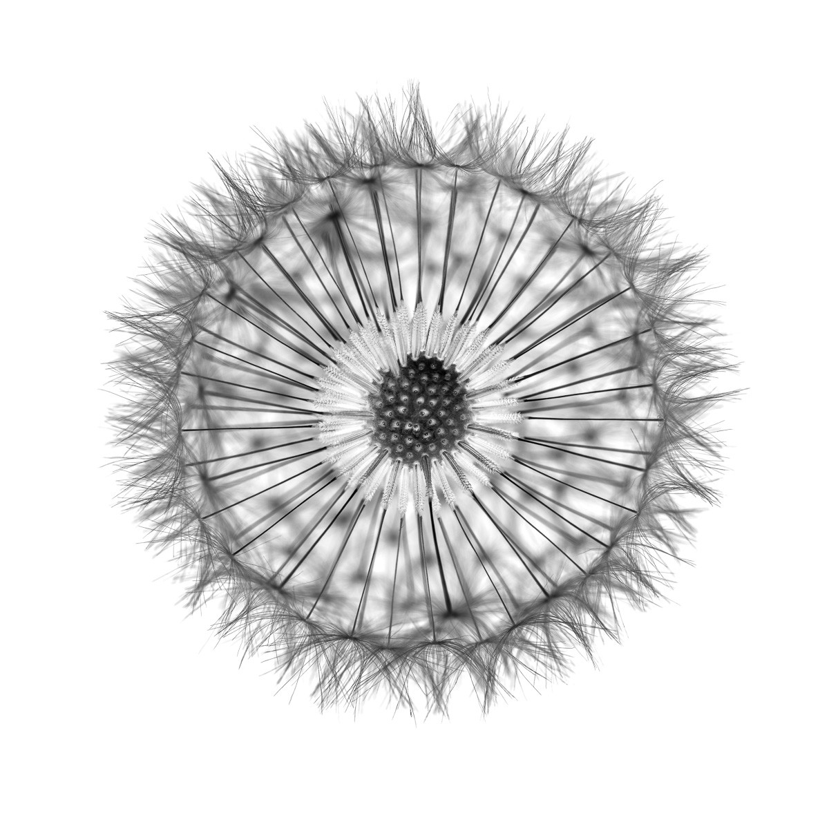 Konfiguration benutzen (Samen, Blumensamen, Pusteblumen, Löwenzahn, Fotokunst, Nahaufnahme, Aufsicht, Treppenhaus, Wohnzimmer, Büro, Wunschgröße, weiß/schwarz)