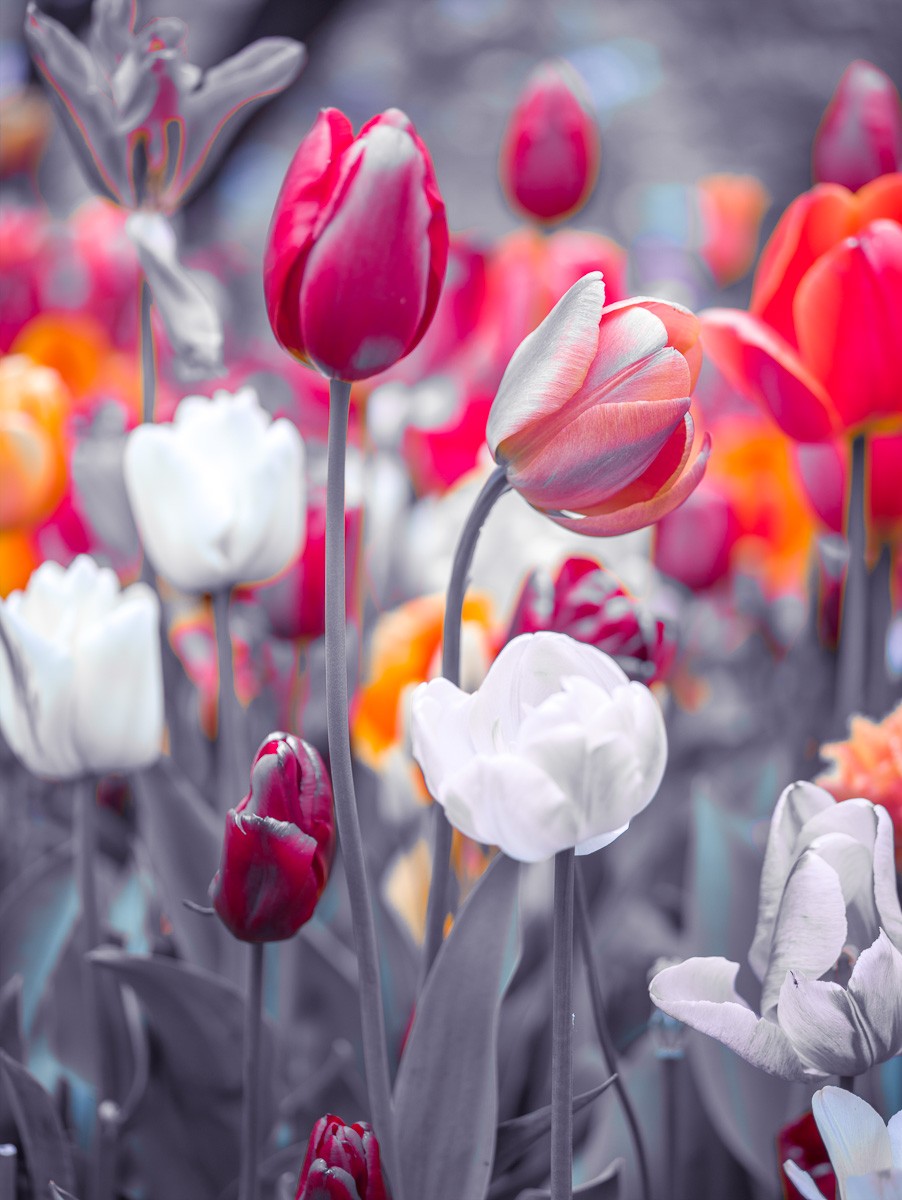 Konfiguration benutzen (Blumen, Tulpen,  Nahaufnahme, Blätter, Pflanze, Botanik, Blüten Fotokunst,Colorspot, Wunschgröße, Wohnzimmer, Treppenhaus, schwarz/weiß, bunt)