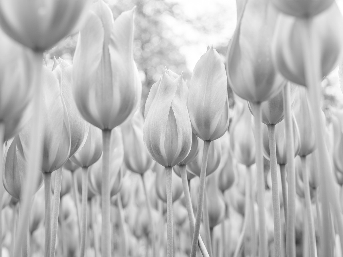Konfiguration benutzen (Blumen, Tulpen, Untersicht, Perspektive, Nahaufnahme, Blätter, Pflanze, Botanik, Fotokunst, Wunschgröße, Wohnzimmer, Treppenhaus, schwarz/weiß)