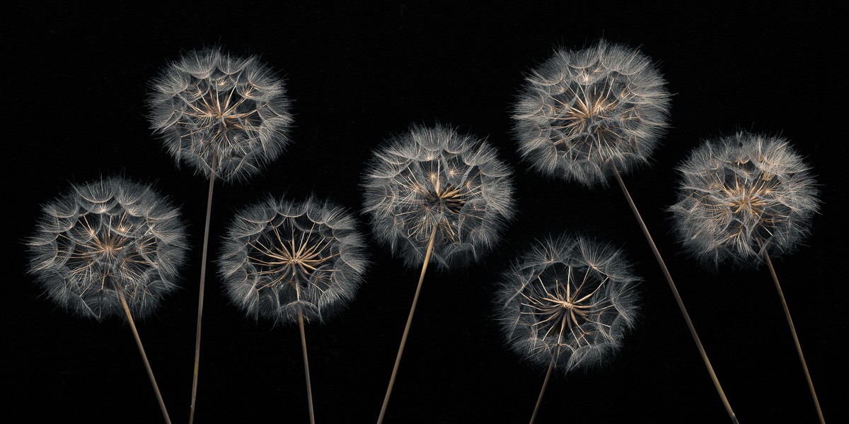 Konfiguration benutzen (Samen, Blumensamen, Pusteblumen, Löwenzahn, Fotokunst, Nahaufnahme, Treppenhaus, Wohnzimmer, Esszimmer, Wunschgröße, schwarz/bunt)