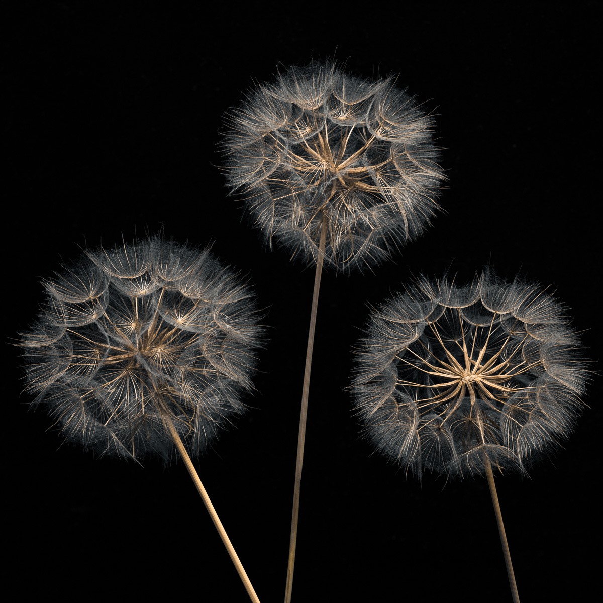 Konfiguration benutzen (Samen, Blumensamen, Pusteblumen, Löwenzahn, Fotokunst, Nahaufnahme, Treppenhaus, Wohnzimmer, Esszimmer, Wunschgröße, schwarz/bunt)