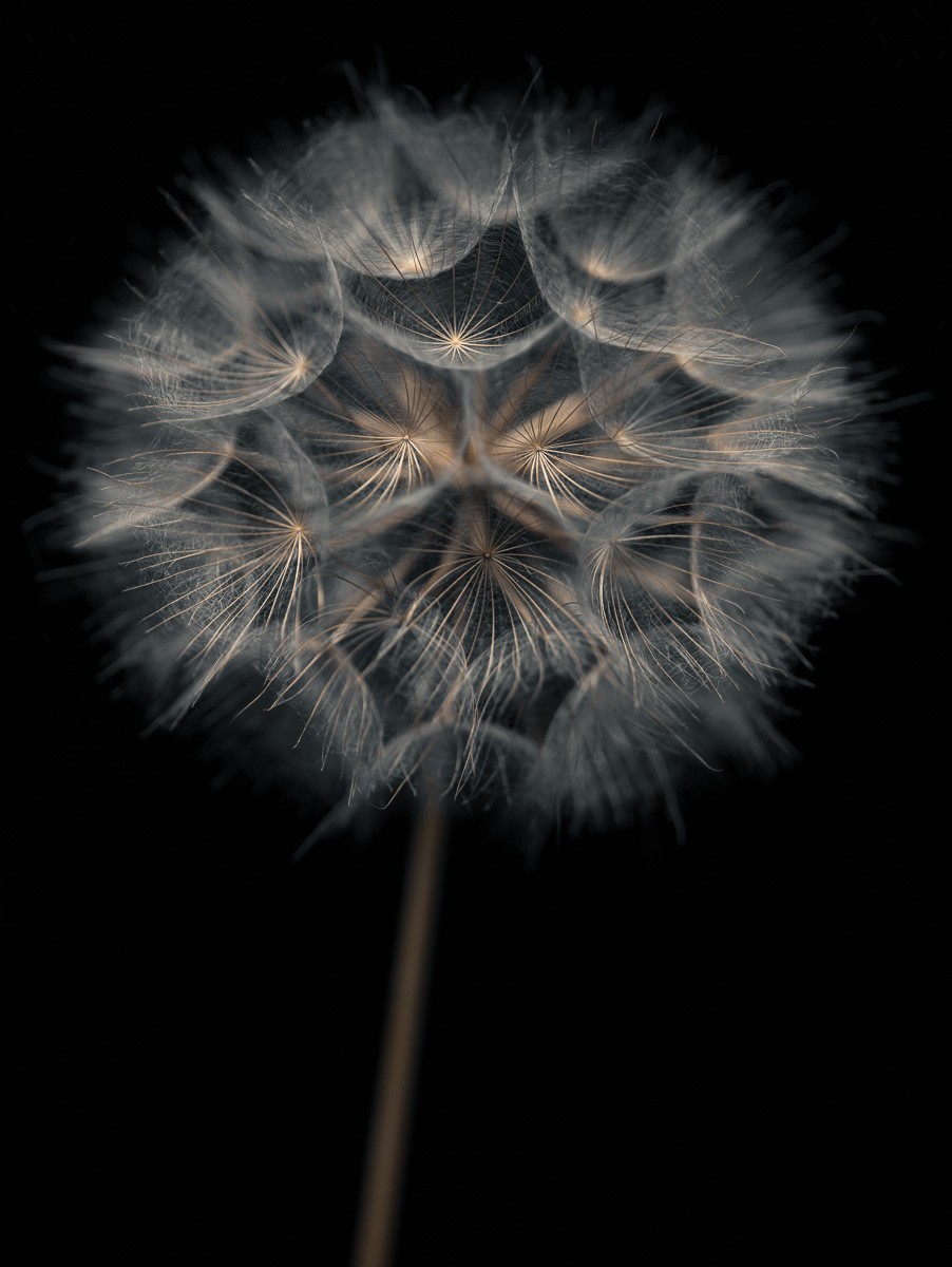 Konfiguration benutzen (Samen, Blumensamen, Pusteblumen, Löwenzahn, Fotokunst, Nahaufnahme, Treppenhaus, Wohnzimmer, Büro, Wunschgröße, schwarz/bunt)