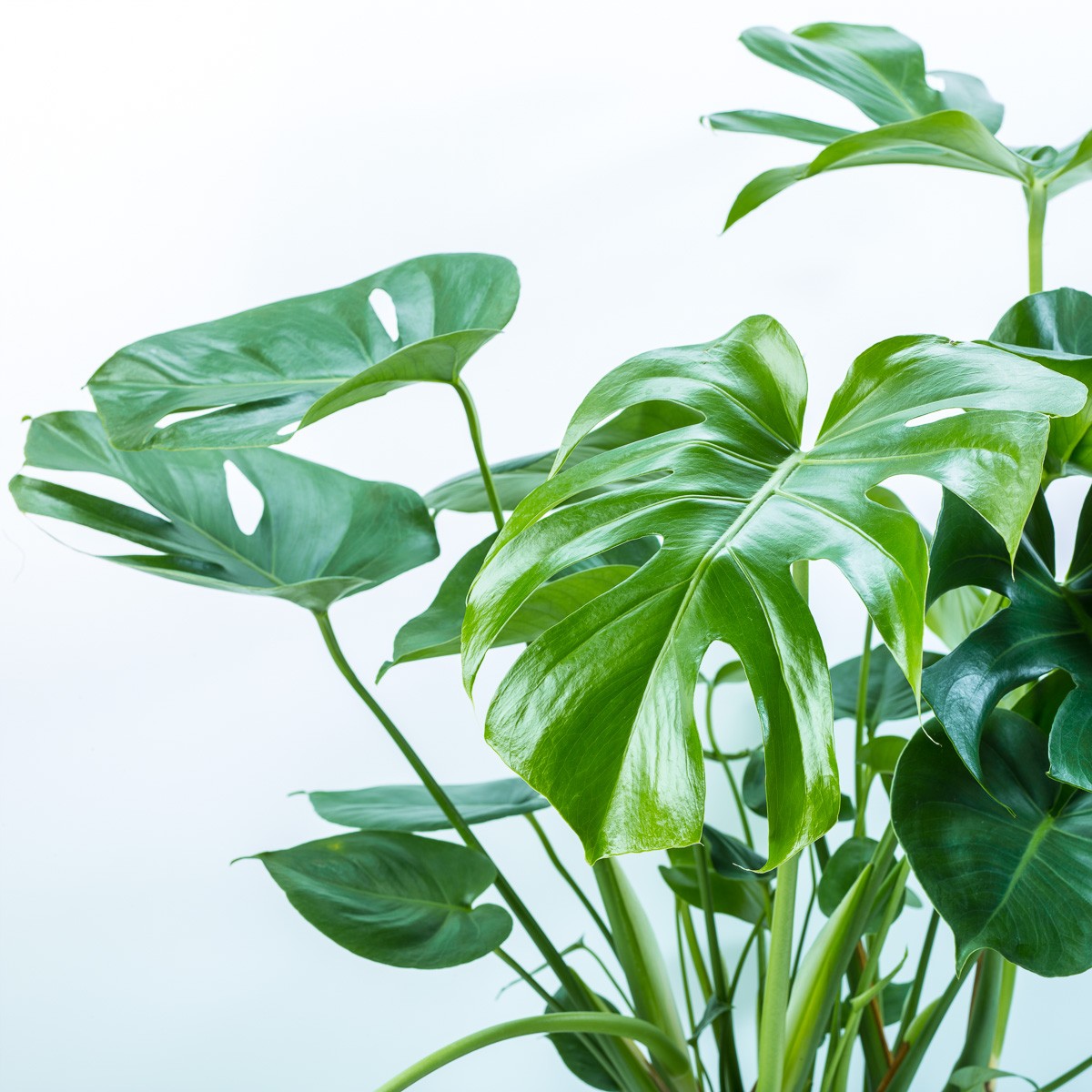 Konfiguration benutzen (Monstera, Pflanze, Grünpflanze, Zimmerpflanze, Botanik,  Wunschgröße, Fotokunst, Wohnzimmer, Treppenhaus, bunt)