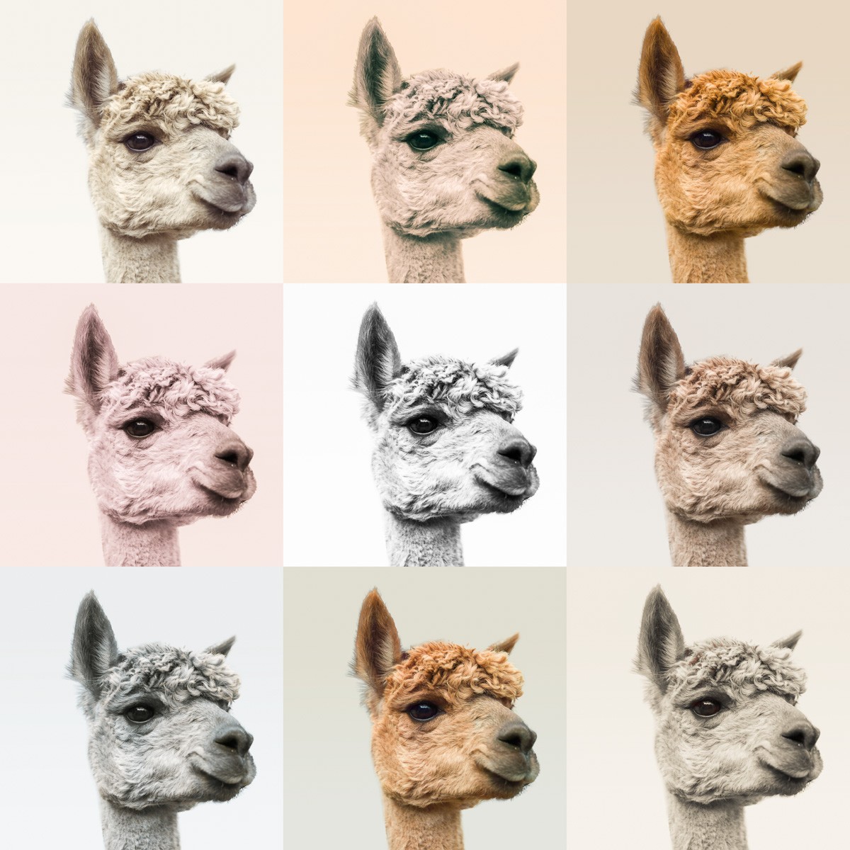 Konfiguration benutzen (Alpaca, Tierportrait, Serie, Quadrate, Collage, Wunschgröße, Fotokunst, Wohnzimmer, Treppenhaus, Jugendzimmer, bunt)