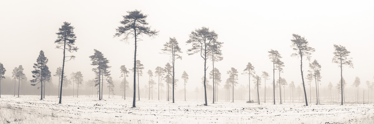 Konfiguration benutzen (Landschaft, Wald, Bäume, Schnee, Kälte, Winter, Jahreszeit, Fotokunst, Wunschgröße, Wohnzimmer, Treppenhaus, grau/weiß)