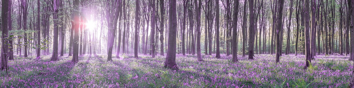 Konfiguration benutzen (Landschaft, Wald, Bäume, Sonnenstrahlen, Natur, Dunst, Idylle, Fotokunst, Wunschgröße, Wohnzimmer, Treppenhaus, bunt)