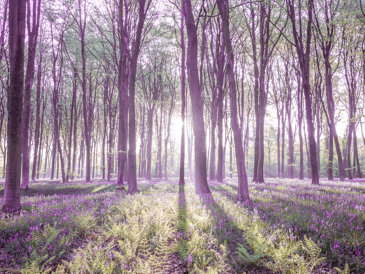 Konfiguration benutzen (Landschaft, Wald, Bäume, Sonnenstrahlen, Natur, Dunst, Idylle, Fotokunst, Wunschgröße,  Wohnzimmer, Treppenhaus, bunt)