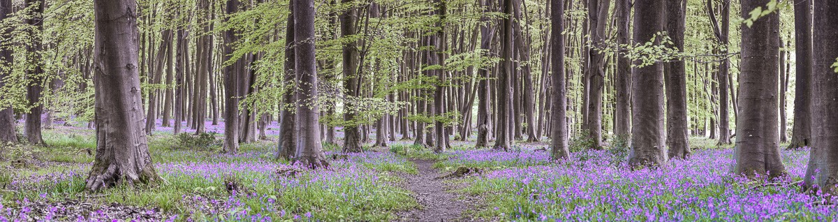 Konfiguration benutzen (Landschaft, Wald, Bäume, Waldweg, Natur, Idylle, Fotokunst, Wunschgröße, Wohnzimmer, Treppenhaus, bunt)