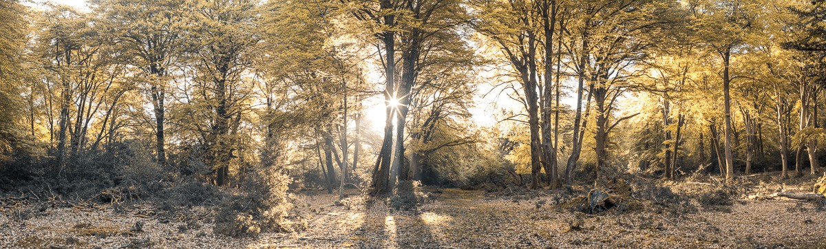 Konfiguration benutzen (Landschaft, Wald, Bäume, Sonnenstrahlen, Natur, Bäume, Idylle, Fotokunst, Wunschgröße, Wohnzimmer, Treppenhaus, bunt)